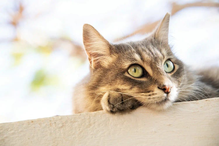Green Eyed Tabby by Andrew Lever wall art