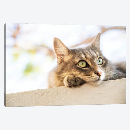 Green Eyed Tabby Canvas Print #AWL126} by Andrew Lever Canvas Artwork