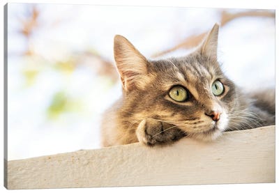 Green Eyed Tabby Canvas Art Print - Andrew Lever
