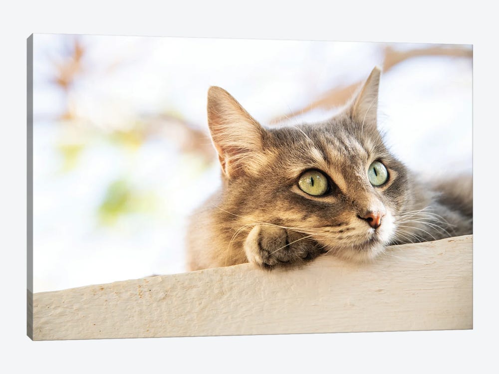 Green Eyed Tabby by Andrew Lever 1-piece Canvas Art