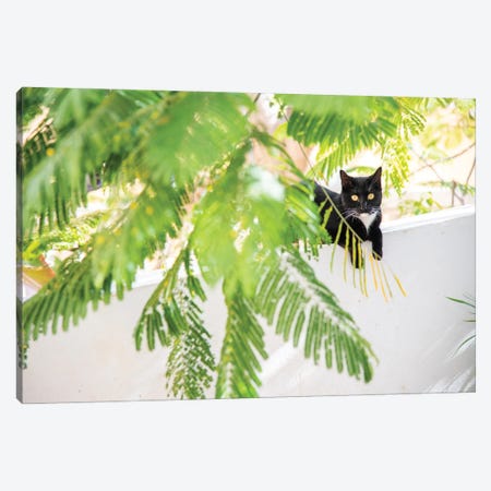 Jungle Cat Canvas Print #AWL127} by Andrew Lever Canvas Art