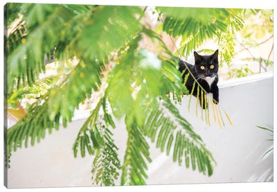 Jungle Cat Canvas Art Print - Tuxedo Cat Art