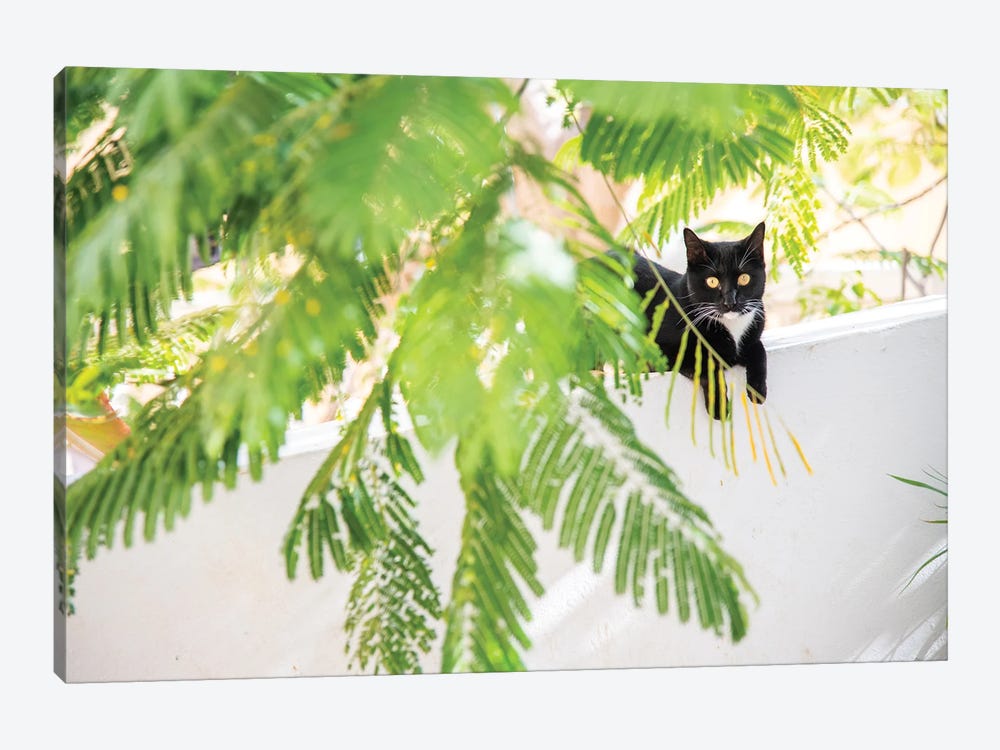 Jungle Cat by Andrew Lever 1-piece Canvas Print