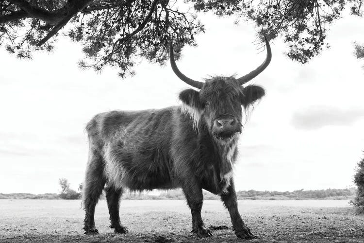 You Looking At Me by Andrew Lever wall art