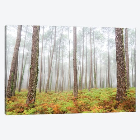 The Forest Canvas Print #AWL135} by Andrew Lever Art Print