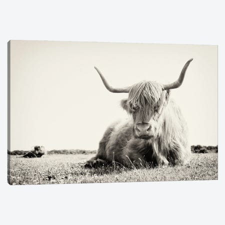 Long Horn Cow Canvas Print #AWL13} by Andrew Lever Canvas Wall Art