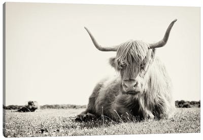 Long Horn Cow Canvas Art Print - Andrew Lever