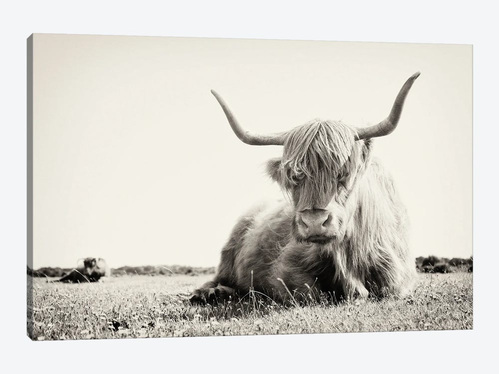Long Horn Cow by Andrew Lever 1-piece Canvas Artwork