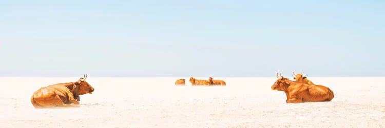 Sunbathing Cows