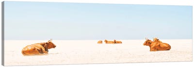 Sunbathing Cows Canvas Art Print - Andrew Lever