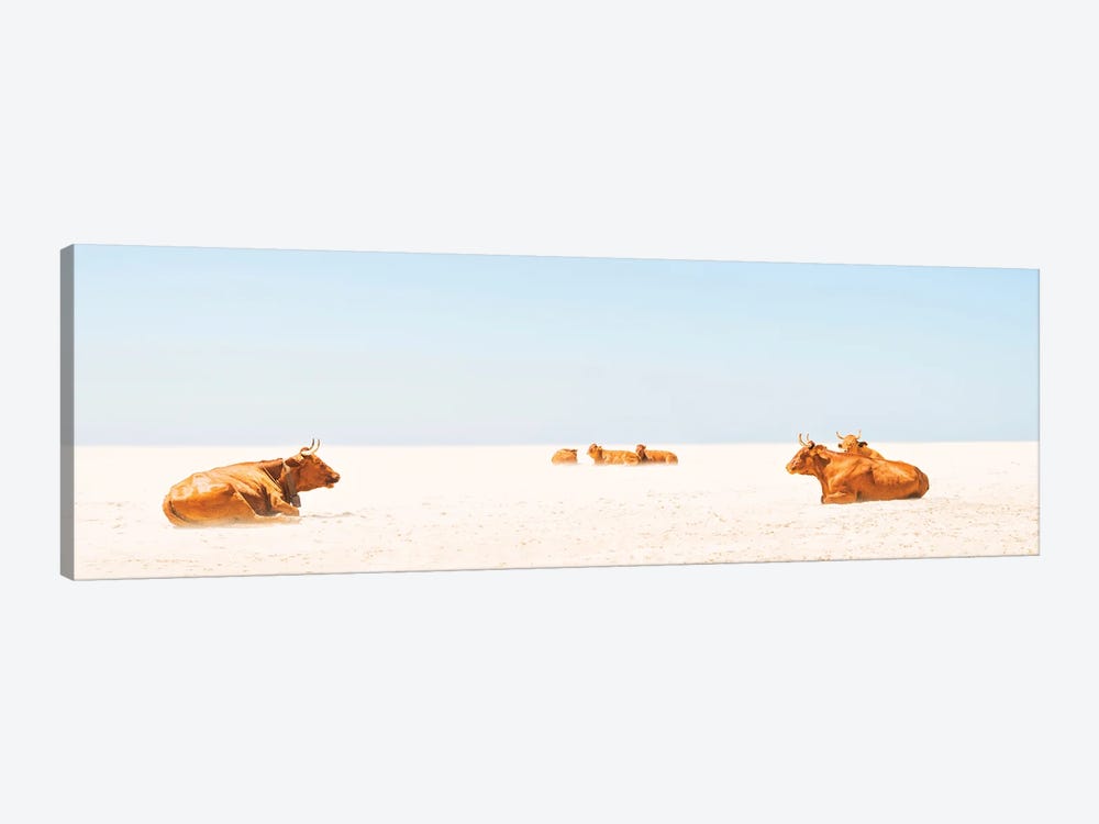Sunbathing Cows by Andrew Lever 1-piece Canvas Art Print