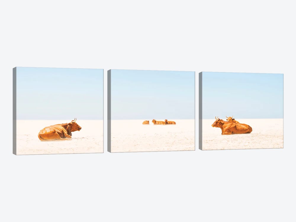 Sunbathing Cows by Andrew Lever 3-piece Canvas Print