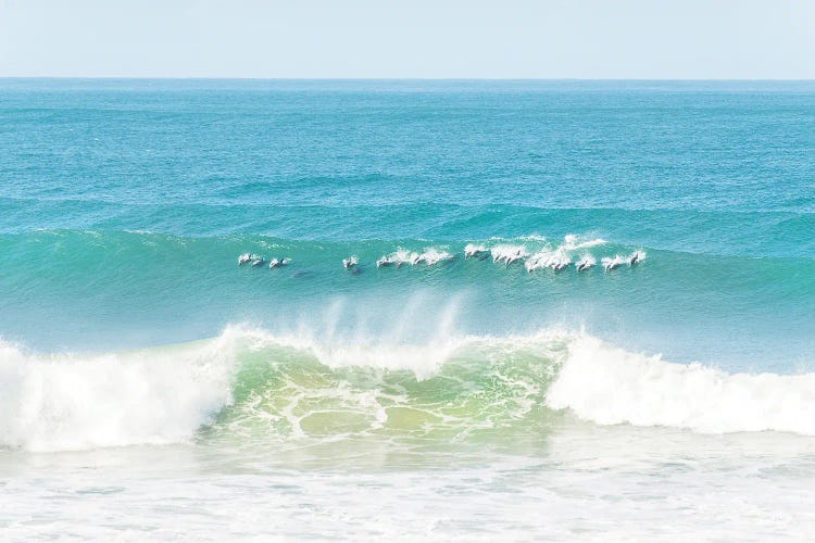 Dolphins Surfing