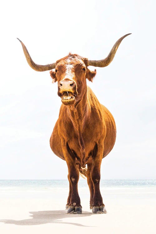 Beach Bull