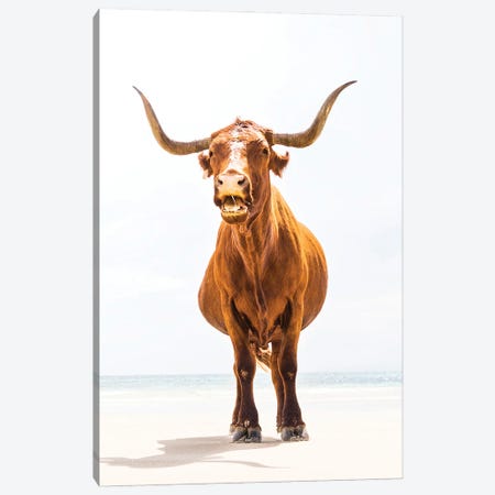 Beach Bull Canvas Print #AWL30} by Andrew Lever Canvas Artwork