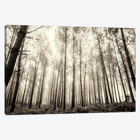 Forest In The Mist Canvas Print #AWL37} by Andrew Lever Art Print