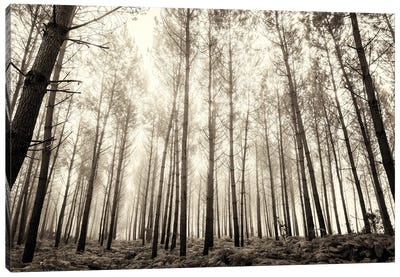 Forest In The Mist Canvas Art Print - Andrew Lever