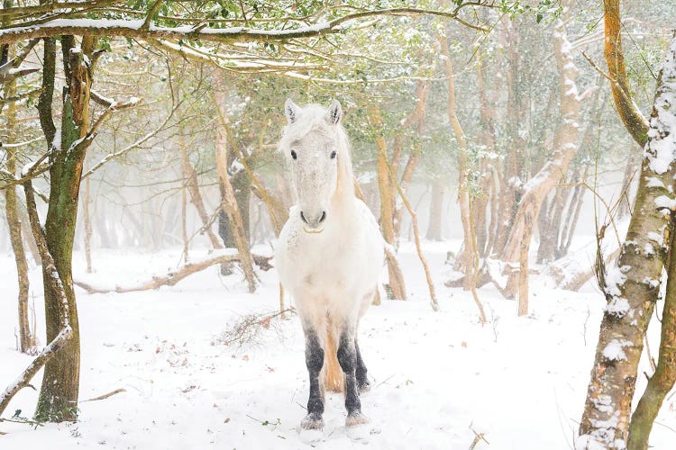 Snow Horse II