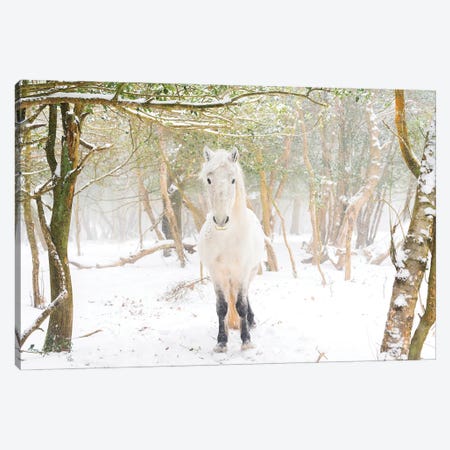 Snow Horse II Canvas Print #AWL39} by Andrew Lever Canvas Art