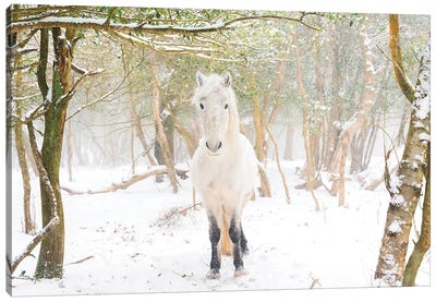 Snow Horse II Canvas Art Print - Andrew Lever