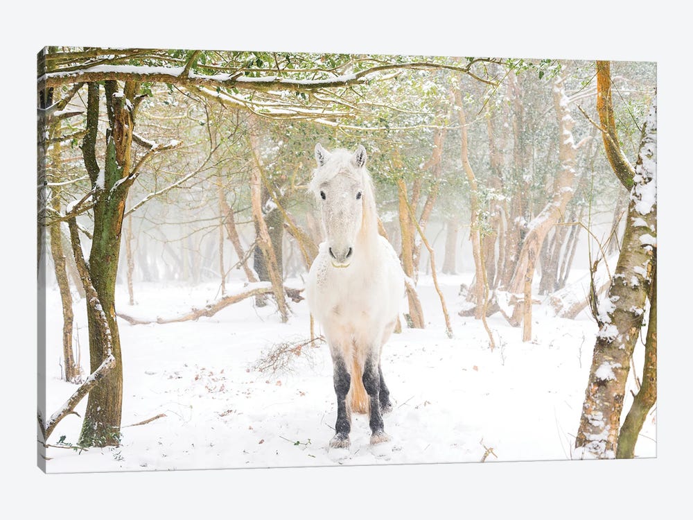 Snow Horse II by Andrew Lever 1-piece Canvas Wall Art