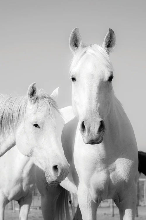 Arab Horses