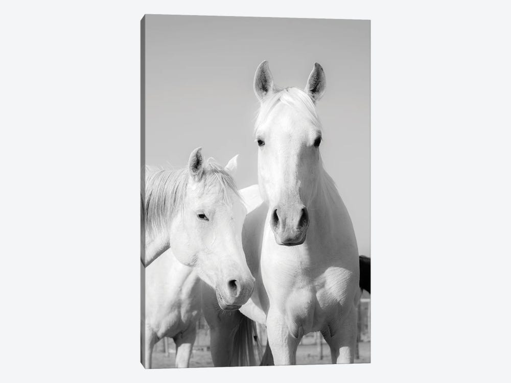 Arab Horses by Andrew Lever 1-piece Canvas Artwork