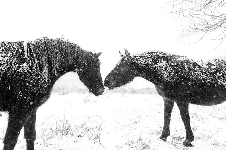 Snow Horses