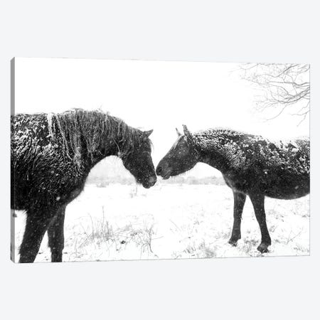 Snow Horses Canvas Print #AWL40} by Andrew Lever Canvas Art Print