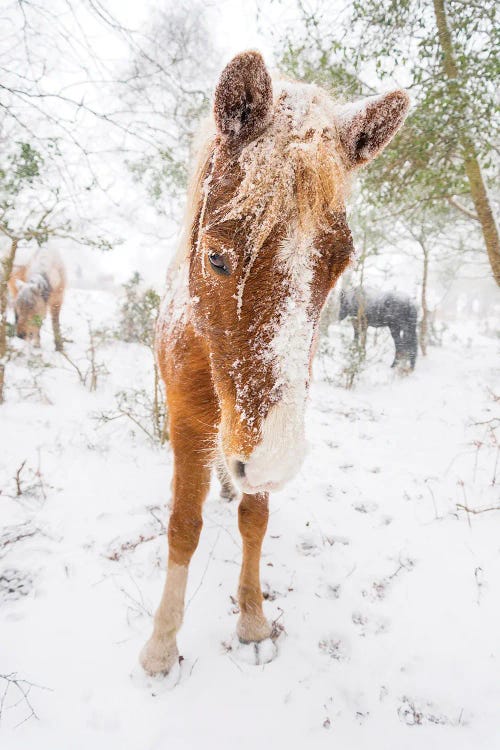 Snow Horse