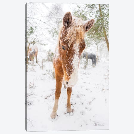 Snow Horse Canvas Print #AWL41} by Andrew Lever Art Print