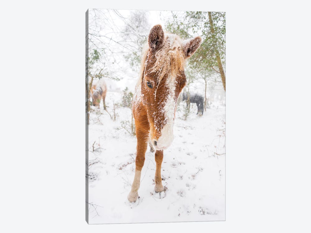 Snow Horse by Andrew Lever 1-piece Canvas Art Print