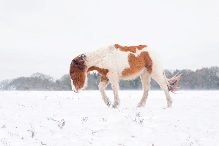 Journey In The Snow