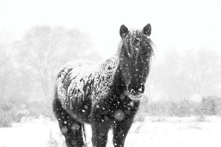 Snow Horse III