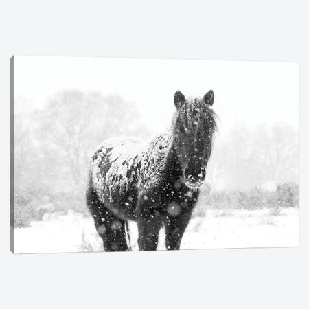 Snow Horse III Canvas Print #AWL43} by Andrew Lever Canvas Print