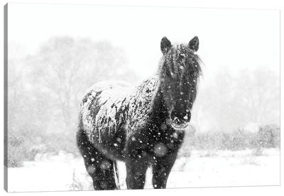 Snow Horse III Canvas Art Print - Andrew Lever