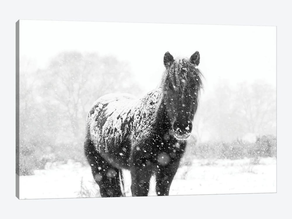 Snow Horse III by Andrew Lever 1-piece Art Print