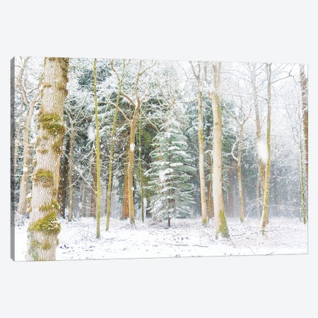 Christmas Tree Canvas Print #AWL44} by Andrew Lever Canvas Artwork