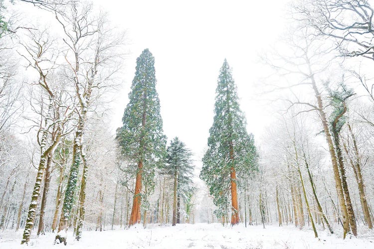 Forest Of Snow