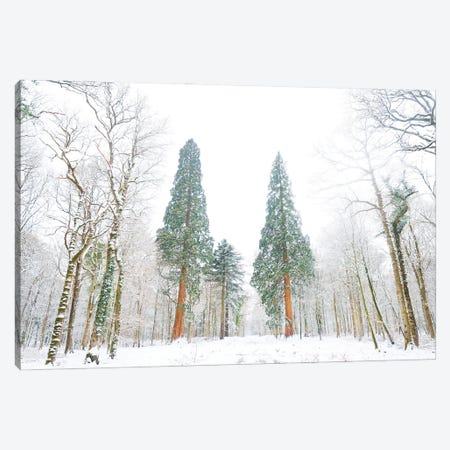 Forest Of Snow Canvas Print #AWL45} by Andrew Lever Canvas Art
