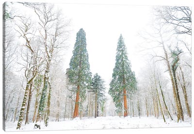 Forest Of Snow Canvas Art Print - Andrew Lever