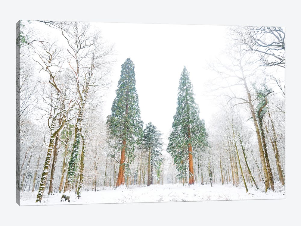 Forest Of Snow by Andrew Lever 1-piece Canvas Print