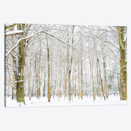Winter Forest Canvas Print #AWL46} by Andrew Lever Canvas Art