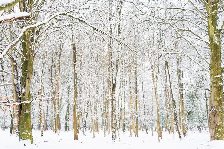 Winter Forest