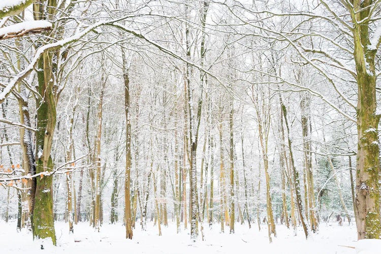 Winter Forest