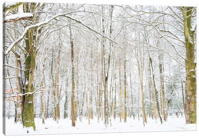 Winter Forest Canvas Art Print - Andrew Lever