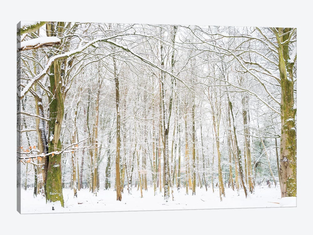 Winter Forest by Andrew Lever 1-piece Canvas Artwork