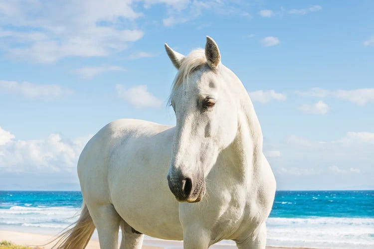 Beach Horse