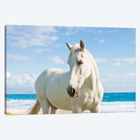 Beach Horse Canvas Print #AWL48} by Andrew Lever Art Print