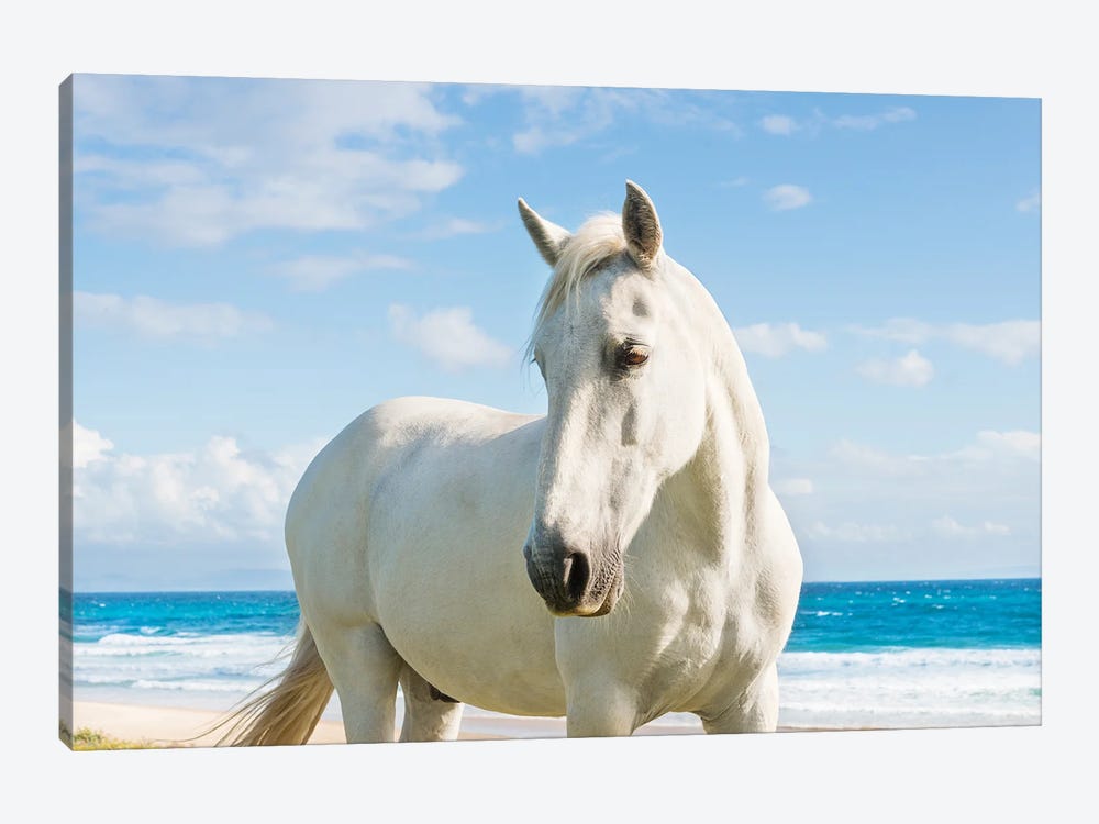 Beach Horse by Andrew Lever 1-piece Canvas Wall Art